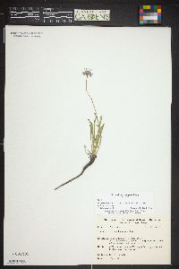 Erigeron leiomerus image