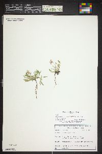 Erigeron flagellaris image