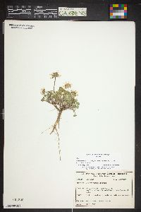 Erigeron compositus image