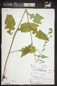 Lactuca biennis image