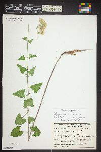 Brickellia grandiflora image