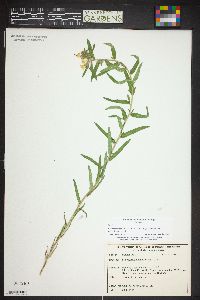 Lithospermum multiflorum image