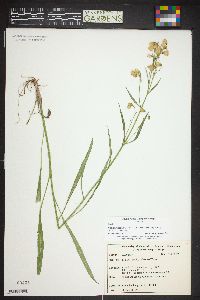 Senecio pudicus image