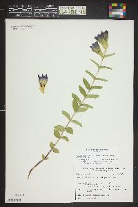 Gentiana parryi image