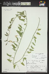 Convolvulus arvensis image