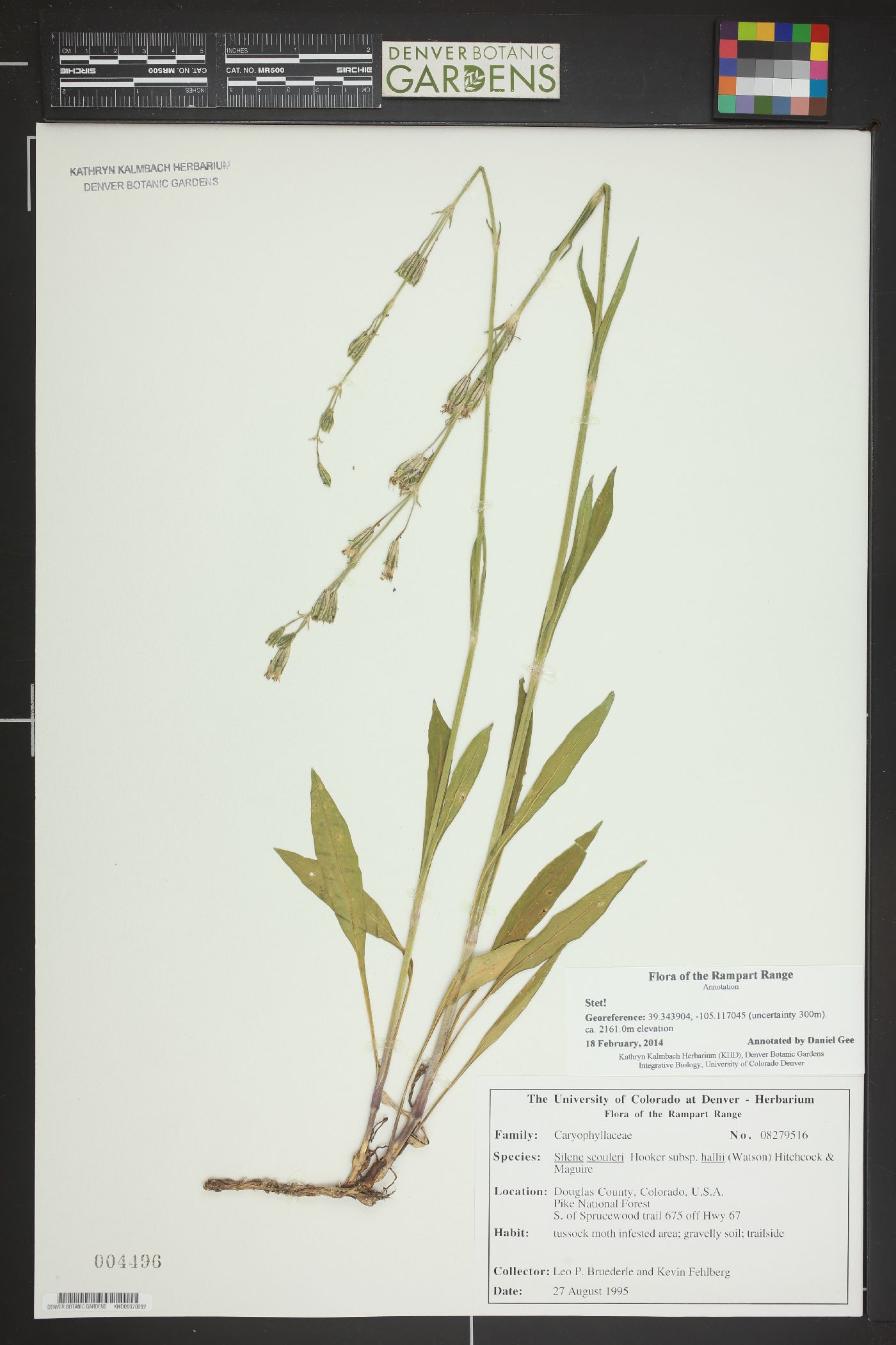 Silene scouleri subsp. hallii image