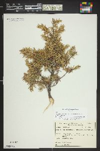 Juniperus communis subsp. alpina image