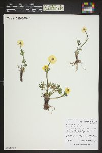 Ranunculus adoneus image