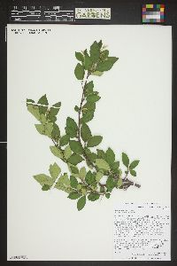 Cotoneaster acutifolius image