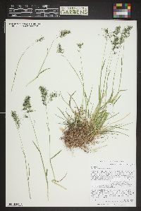 Poa bulbosa image