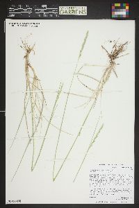 Pascopyrum smithii image