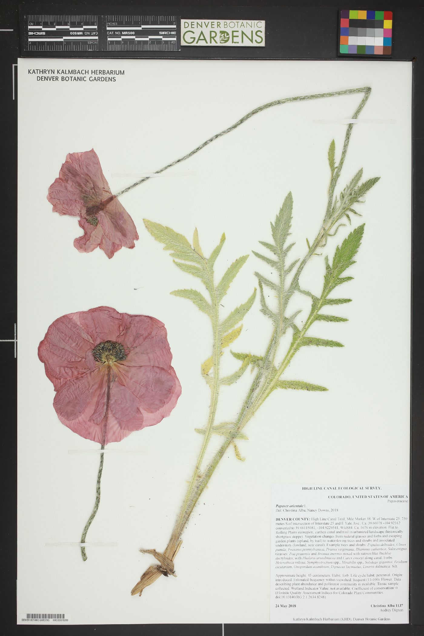 Papaver orientale image