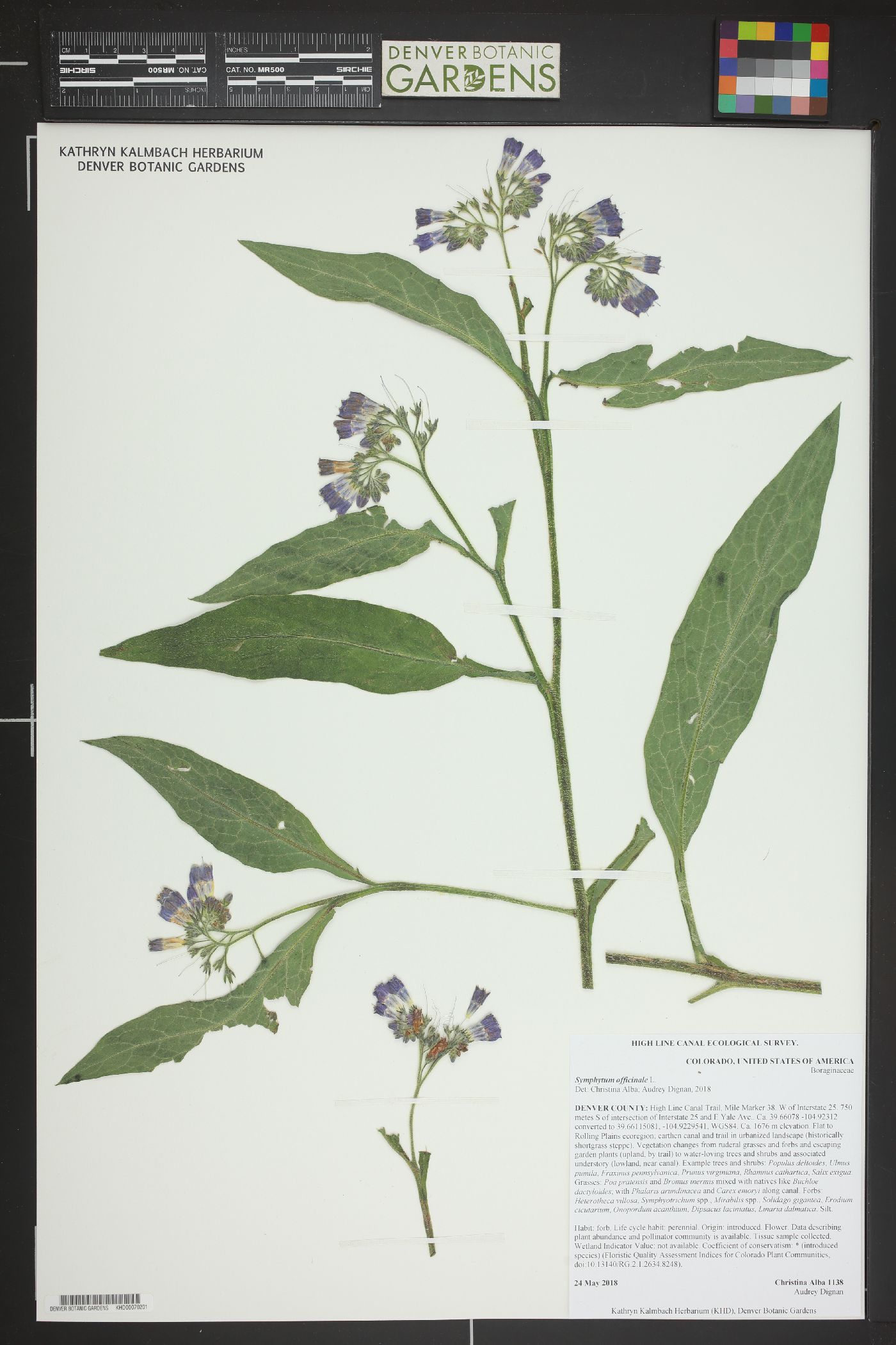 Symphytum officinale image