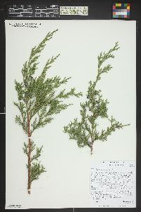 Juniperus scopulorum image