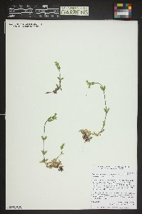 Cerastium fontanum subsp. vulgare image