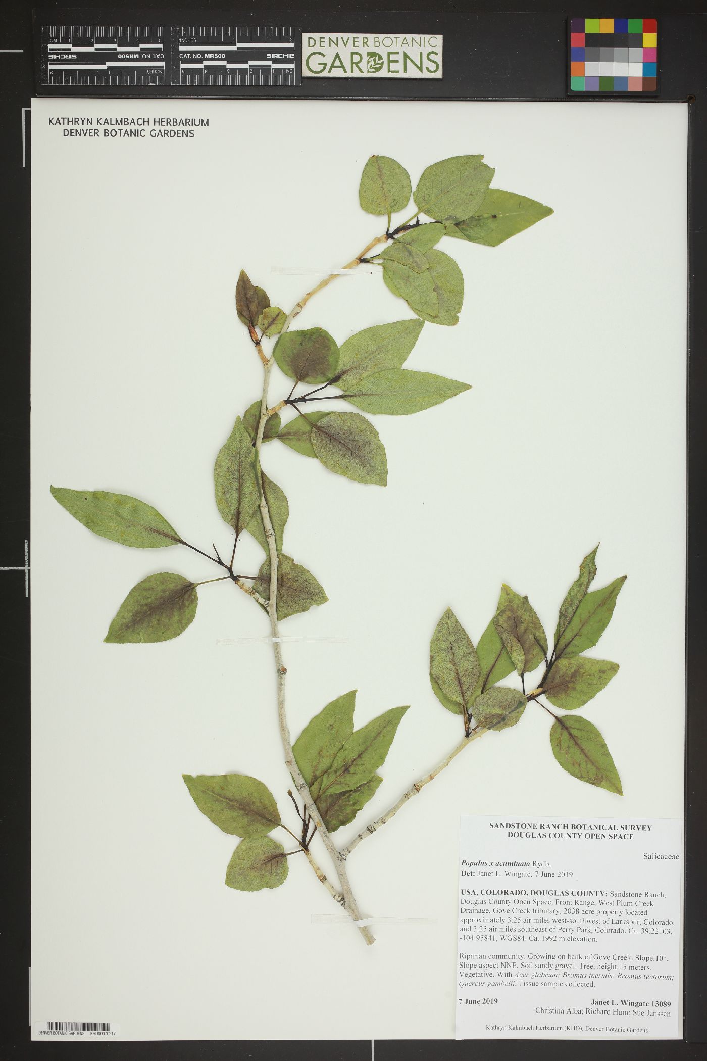 Populus x acuminata image