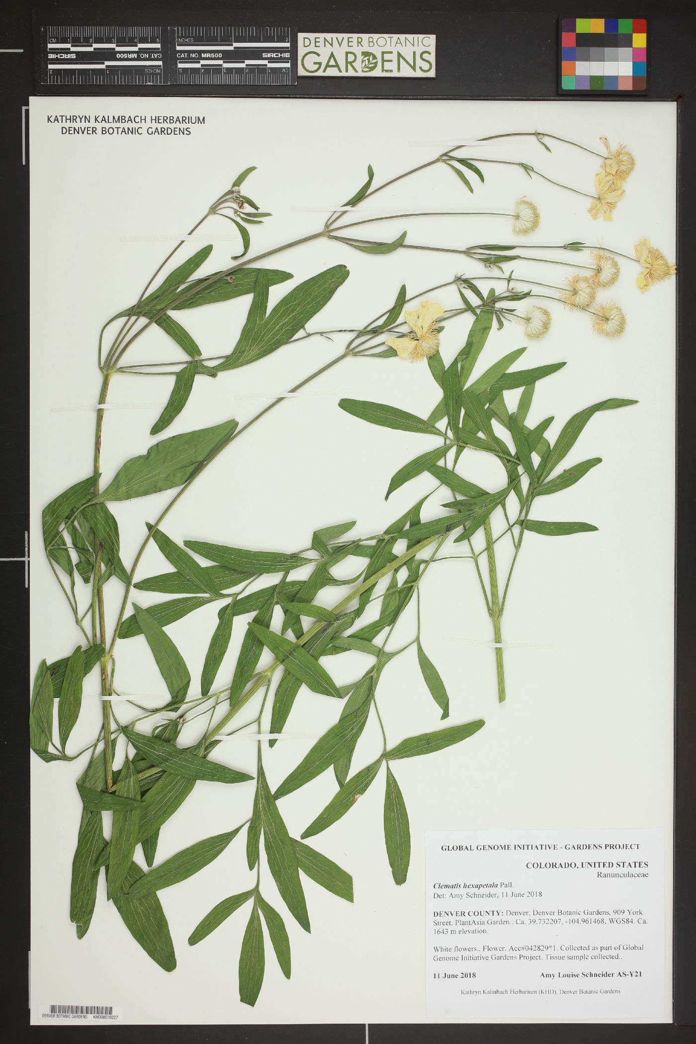 Clematis hexapetala image