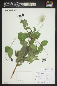 Clematis integrifolia image