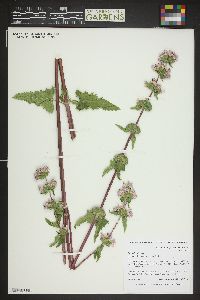 Phlomis tuberosa image