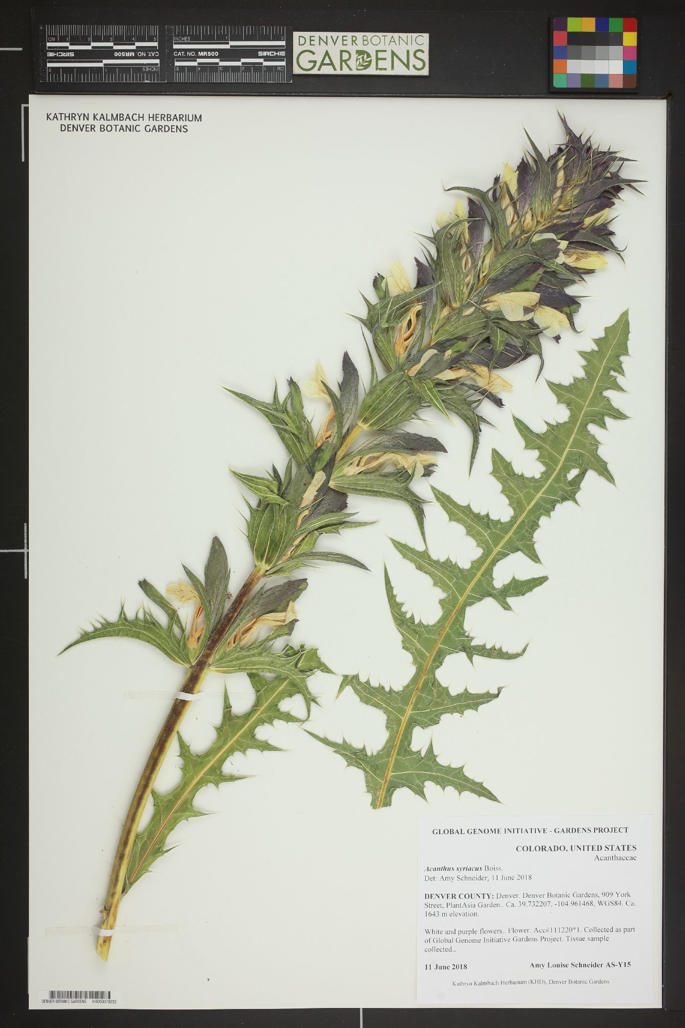 Acanthus syriacus image