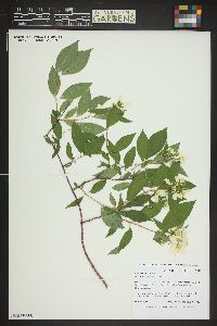 Philadelphus tomentosus image