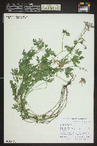 Image of Corydalis flexuosa