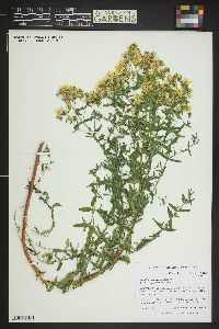 Image of Hypericum elongatum