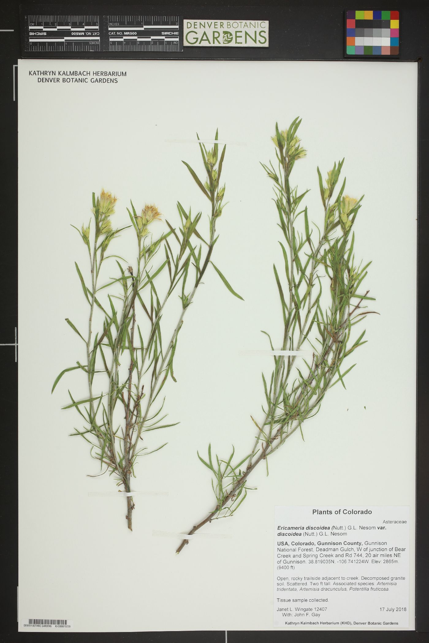 Ericameria discoidea var. discoidea image