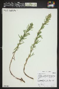 Artemisia dracunculus image