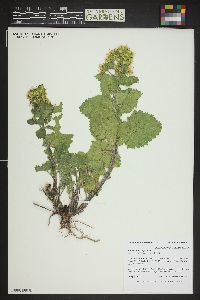 Scrophularia chrysantha image