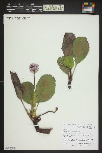 Bergenia crassifolia image