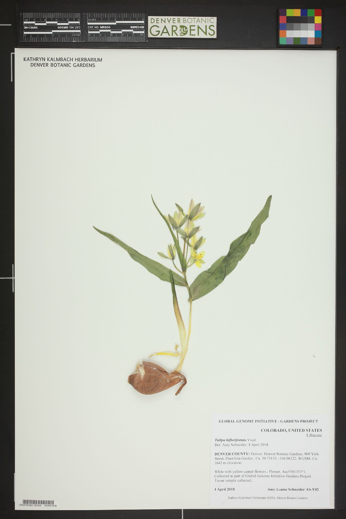 Tulipa bifloriformis image