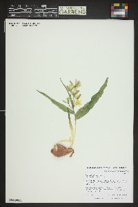 Image of Tulipa bifloriformis