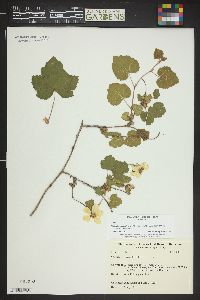 Rubus deliciosus image