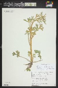 Hecatonia scelerata image