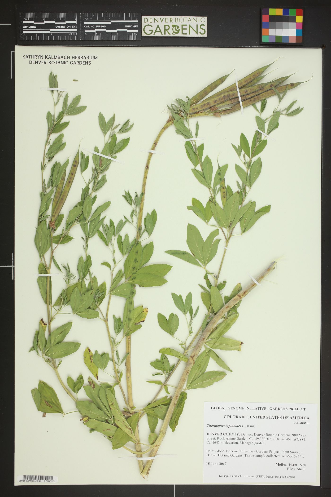 Thermopsis lupinoides image