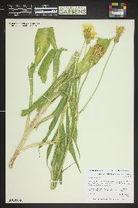Image of Scorzonera hispanica