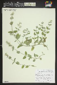 Image of Nepeta bodeana