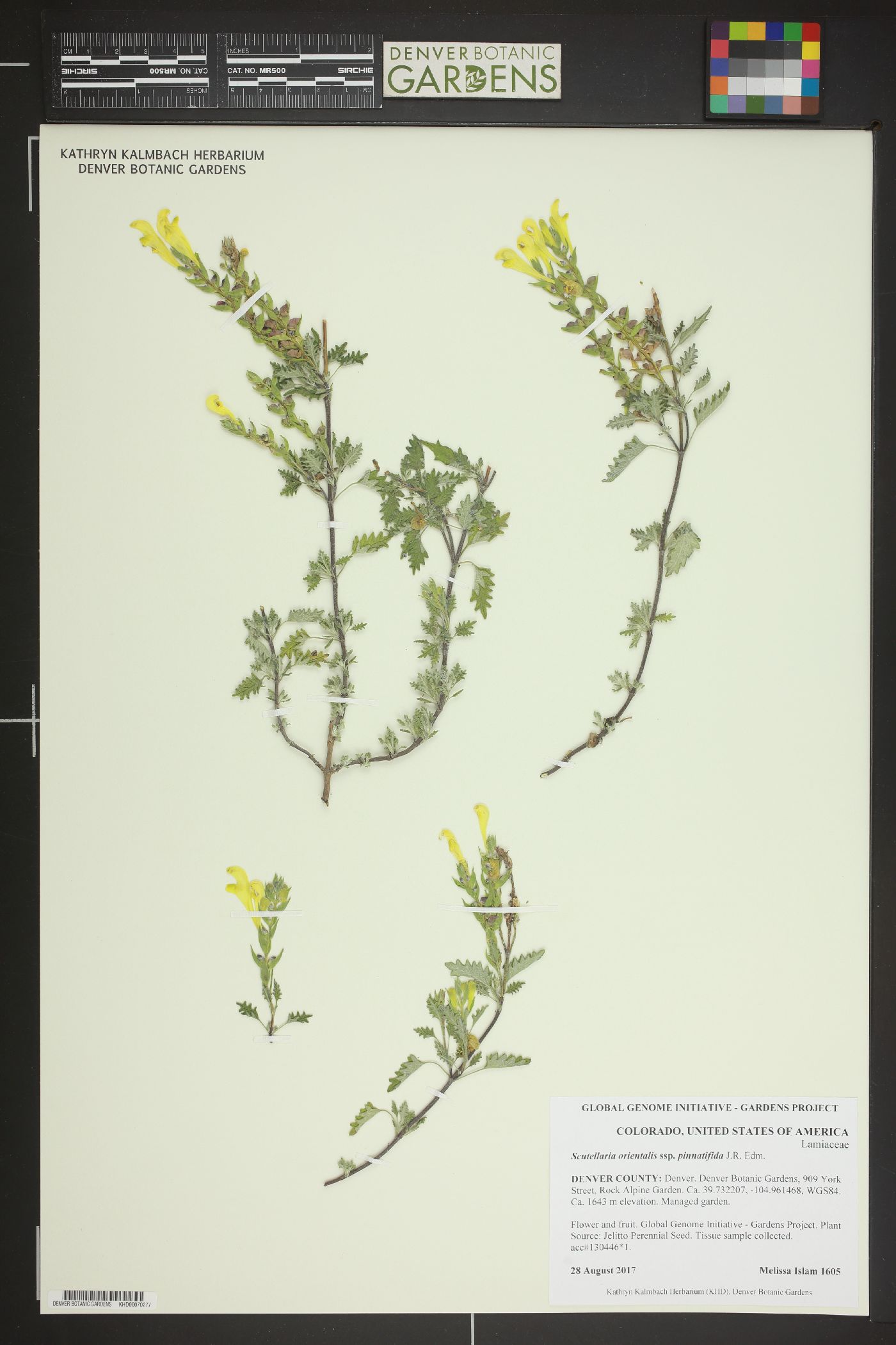 Scutellaria orientalis image