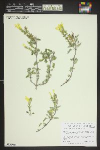 Scutellaria orientalis image