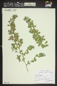 Ononis repens image