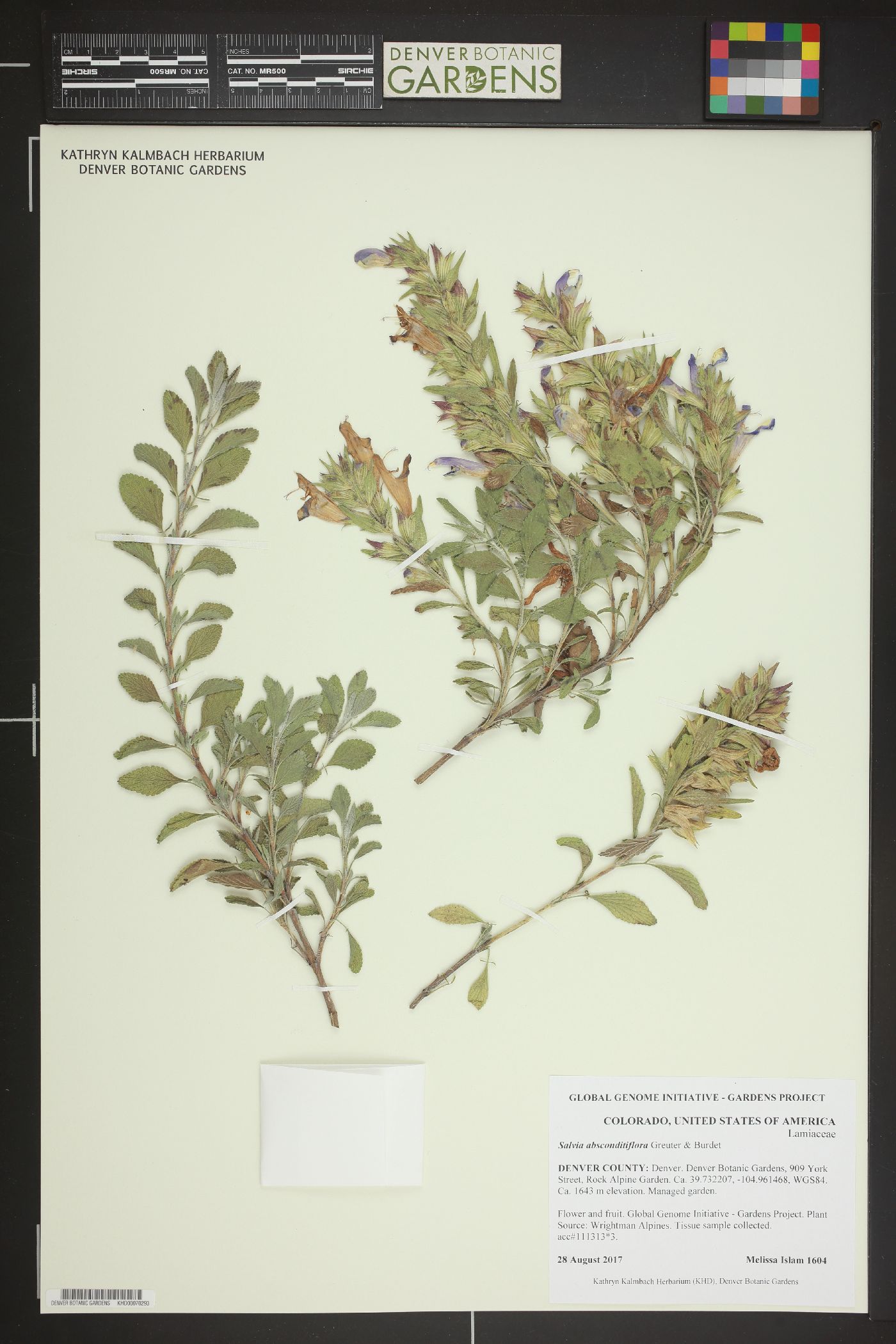 Salvia absconditiflora image
