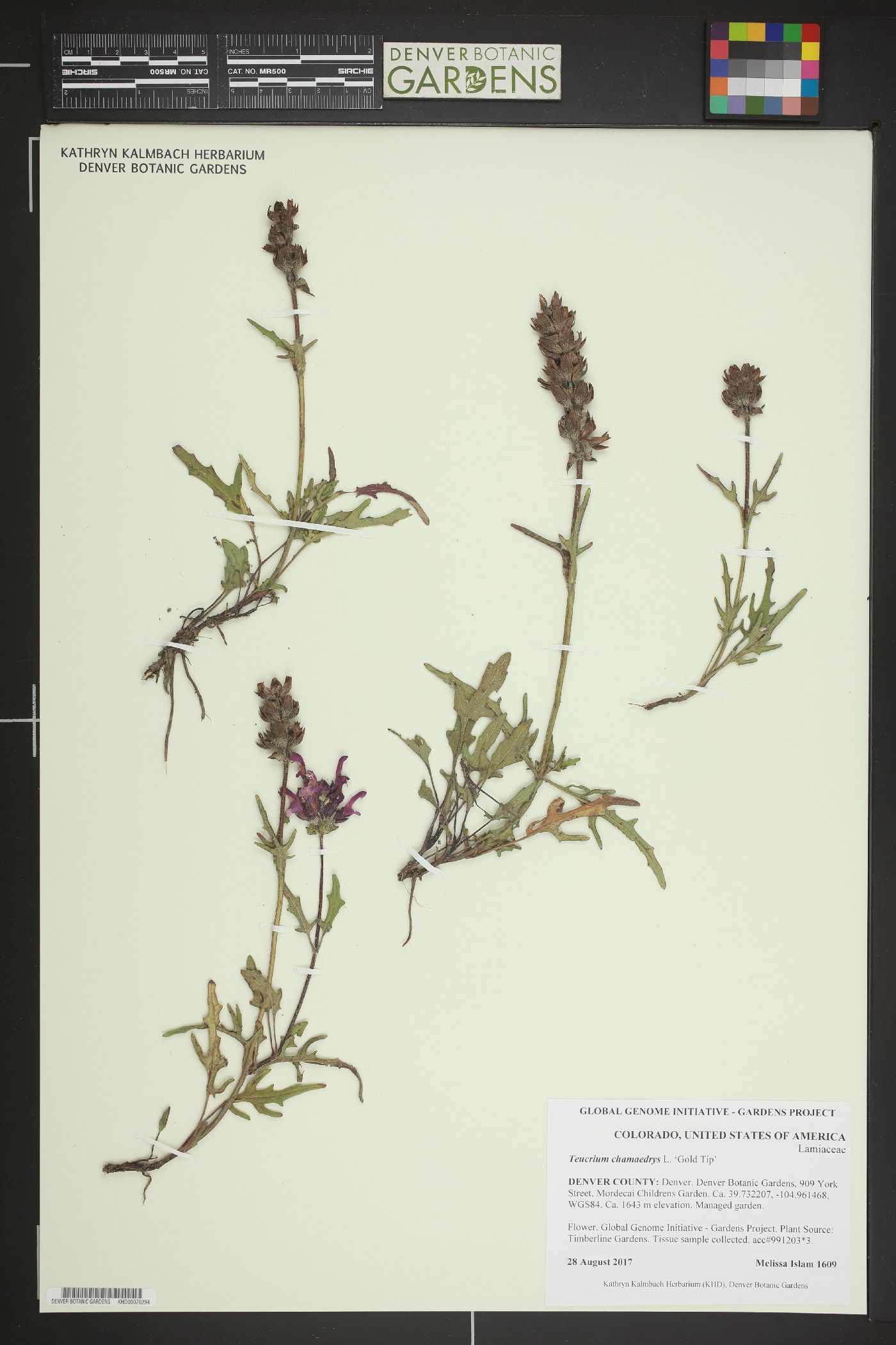 Teucrium chamaedrys image