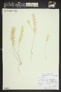 Alyssum simplex image