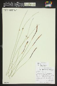 Juncus balticus subsp. balticus image