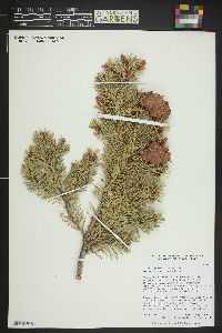 Pseudotsuga menziesii image