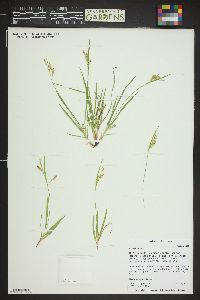 Carex aurea image