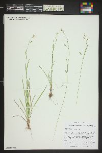 Carex capillaris image