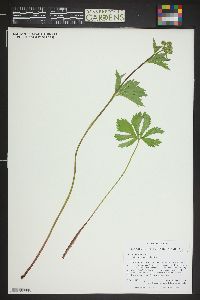 Sanicula marilandica image