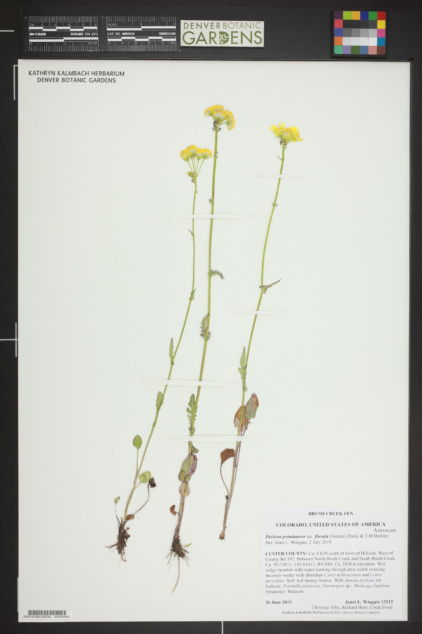 Packera pseudaurea var. flavula image